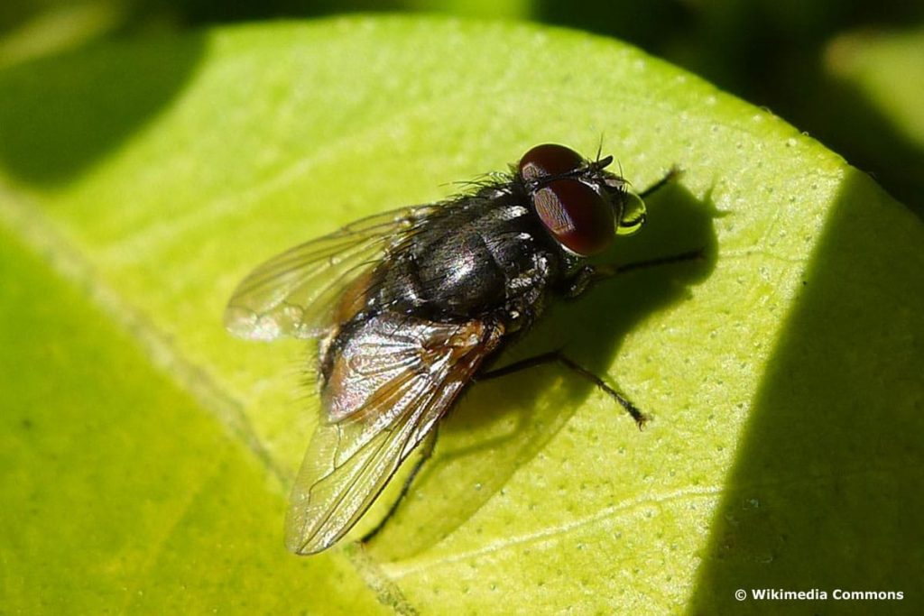 Tipos de moscas: Identifica 18 moscas nativas