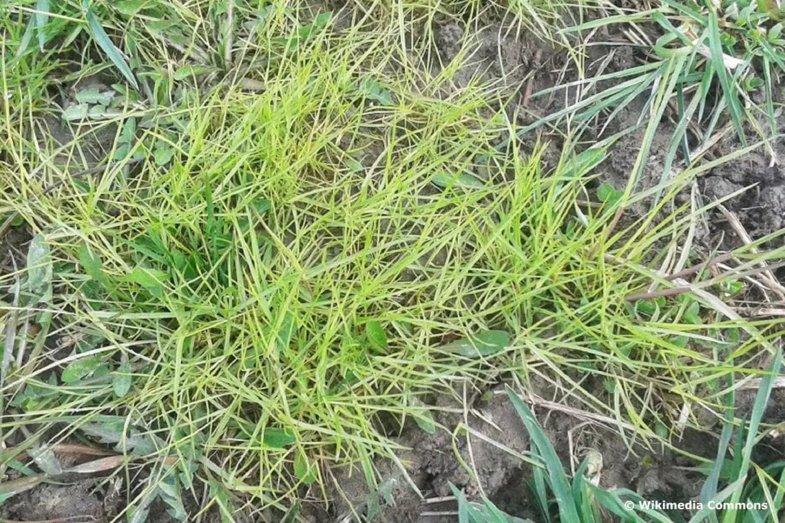Hierba extraña en el césped: ¿qué ayuda contra la hierba silvestre espesa?