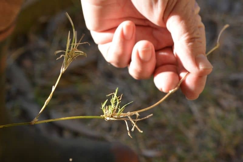 Hierba extraña en el césped: ¿qué ayuda contra la hierba silvestre espesa?
