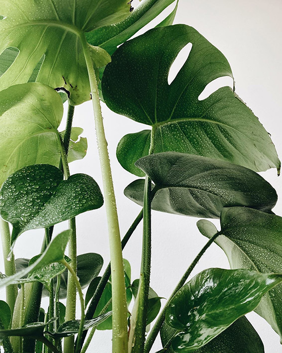 Consejo para plantas de interior: limpiar las hojas de las plantas