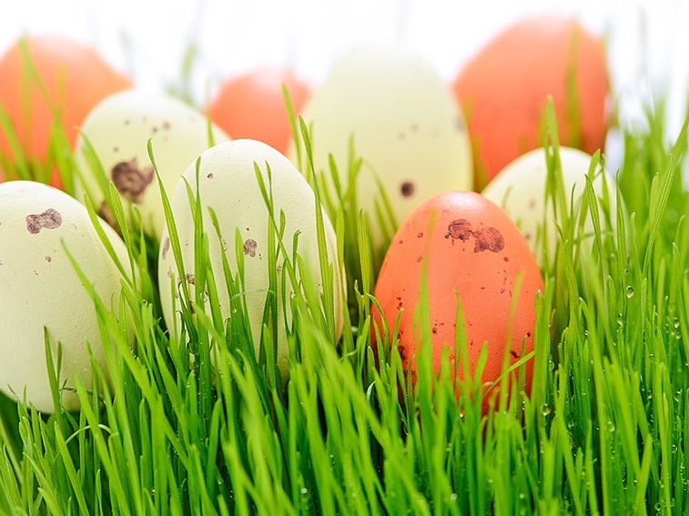 Sembrar pasto de Pascua en solo 5 días – instrucciones