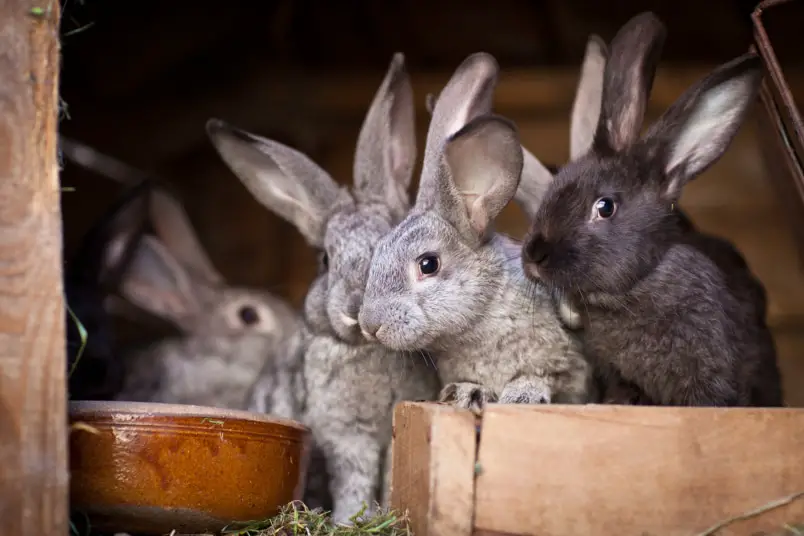Nombres de conejos de AZ: los 100 mejores nombres para conejos