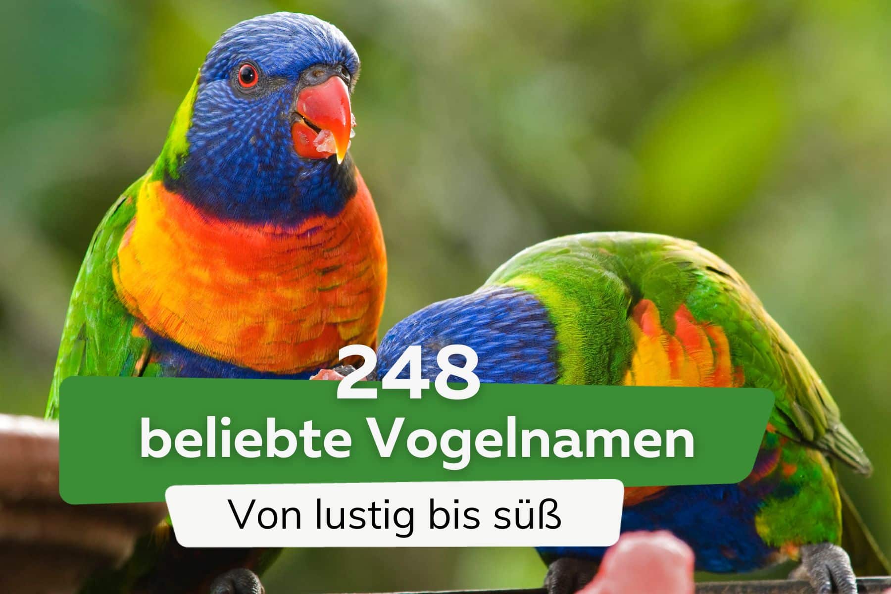 248 nombres de pájaros populares, desde divertidos hasta lindos