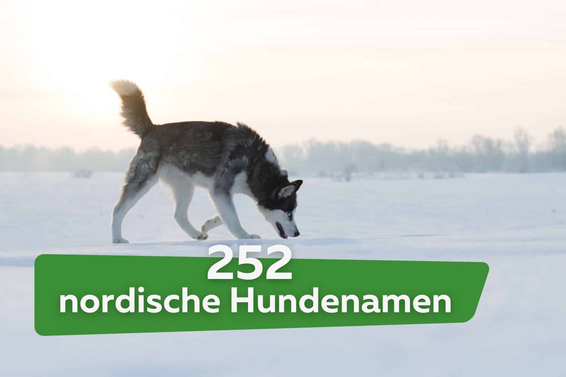 252 nombres de perros nórdicos para perros hembras y machos