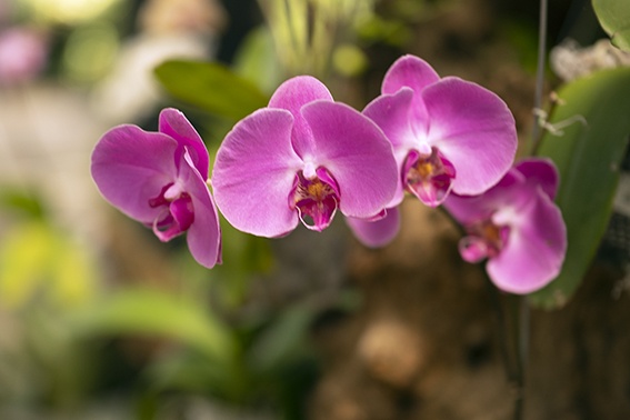 7 razones por las que las orquídeas no florecen
