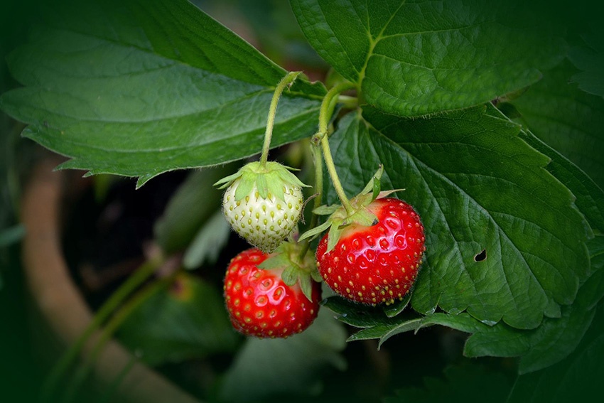 Preste atención a los cultivos mixtos: son buenos vecinos para las fresas