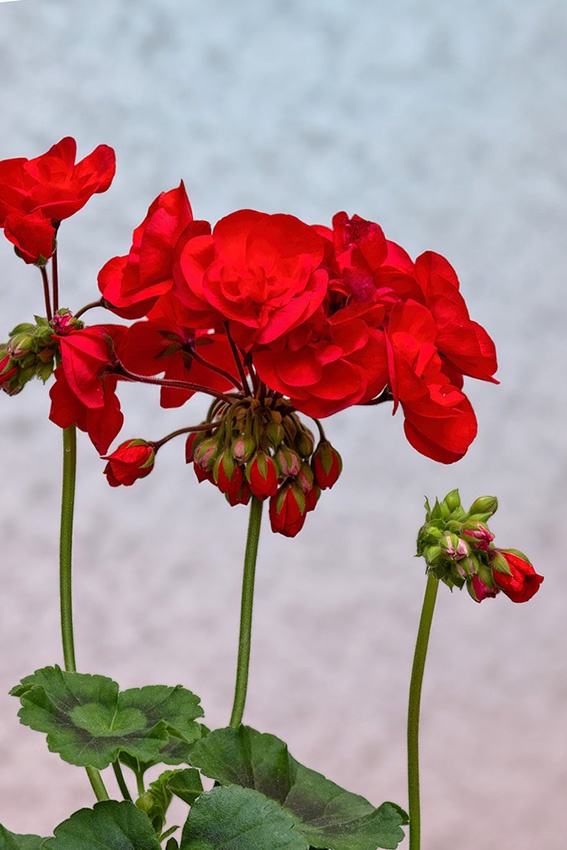 Los geranios no florecen: 6 razones y cómo solucionarlos