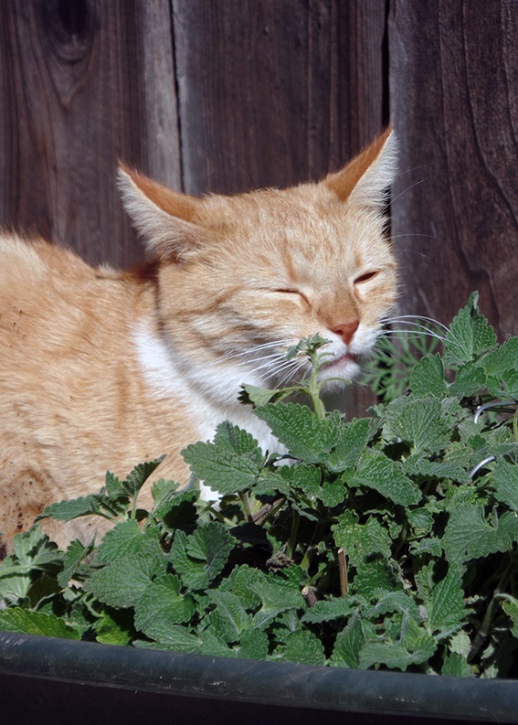 Las 8 hierbas para gatos más populares | jardín de alegría