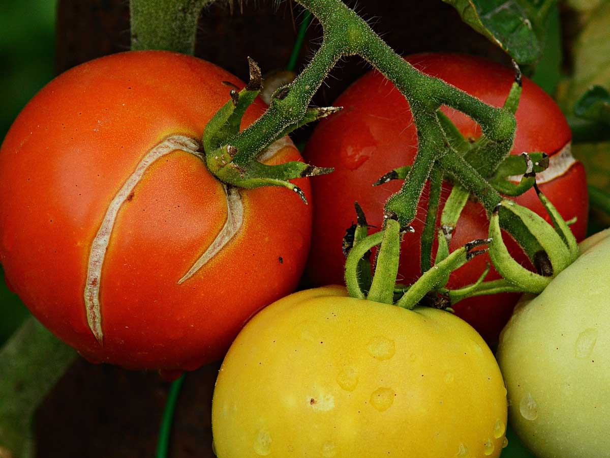 3 problemas al cultivar tomates y cómo evitarlos