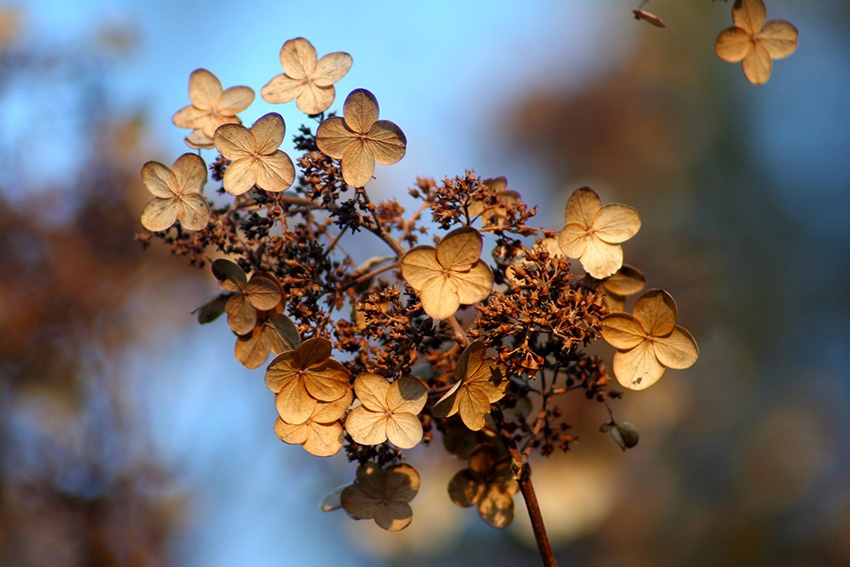 Hortensias que pasan el invierno: los mejores consejos para macetas y parterres