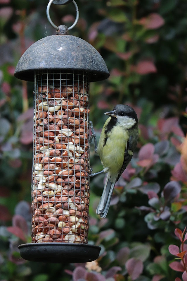 Alimentar a los pájaros sin ensuciar | jardín de alegría