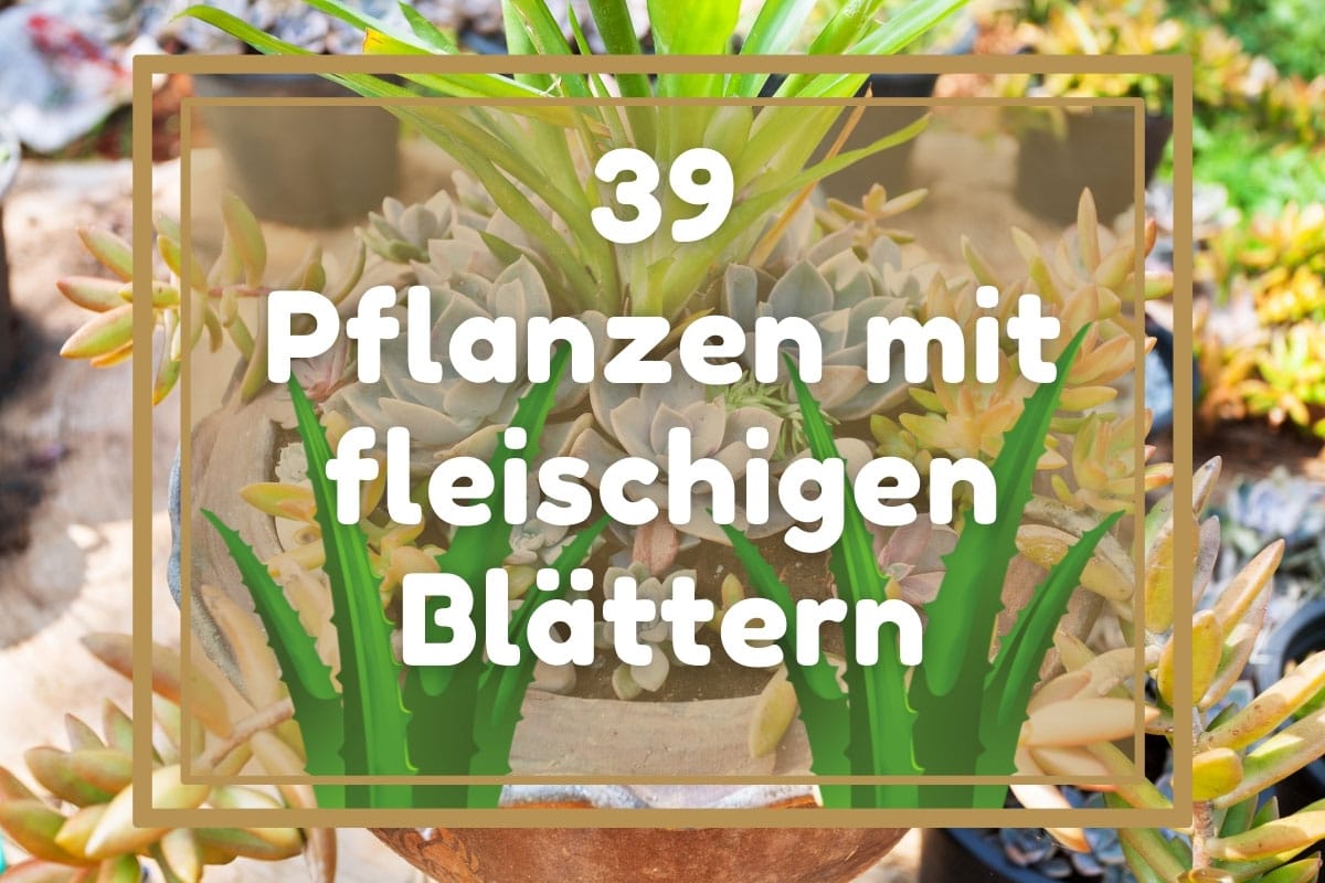 39 plantas con hojas carnosas de AZ