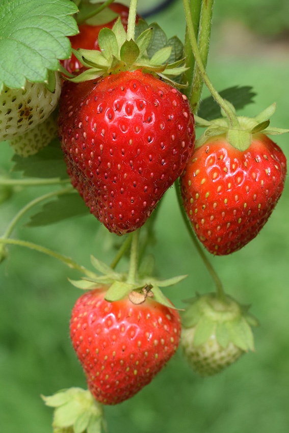 Fresas: buenos vecinos para una cosecha abundante y plantas sanas