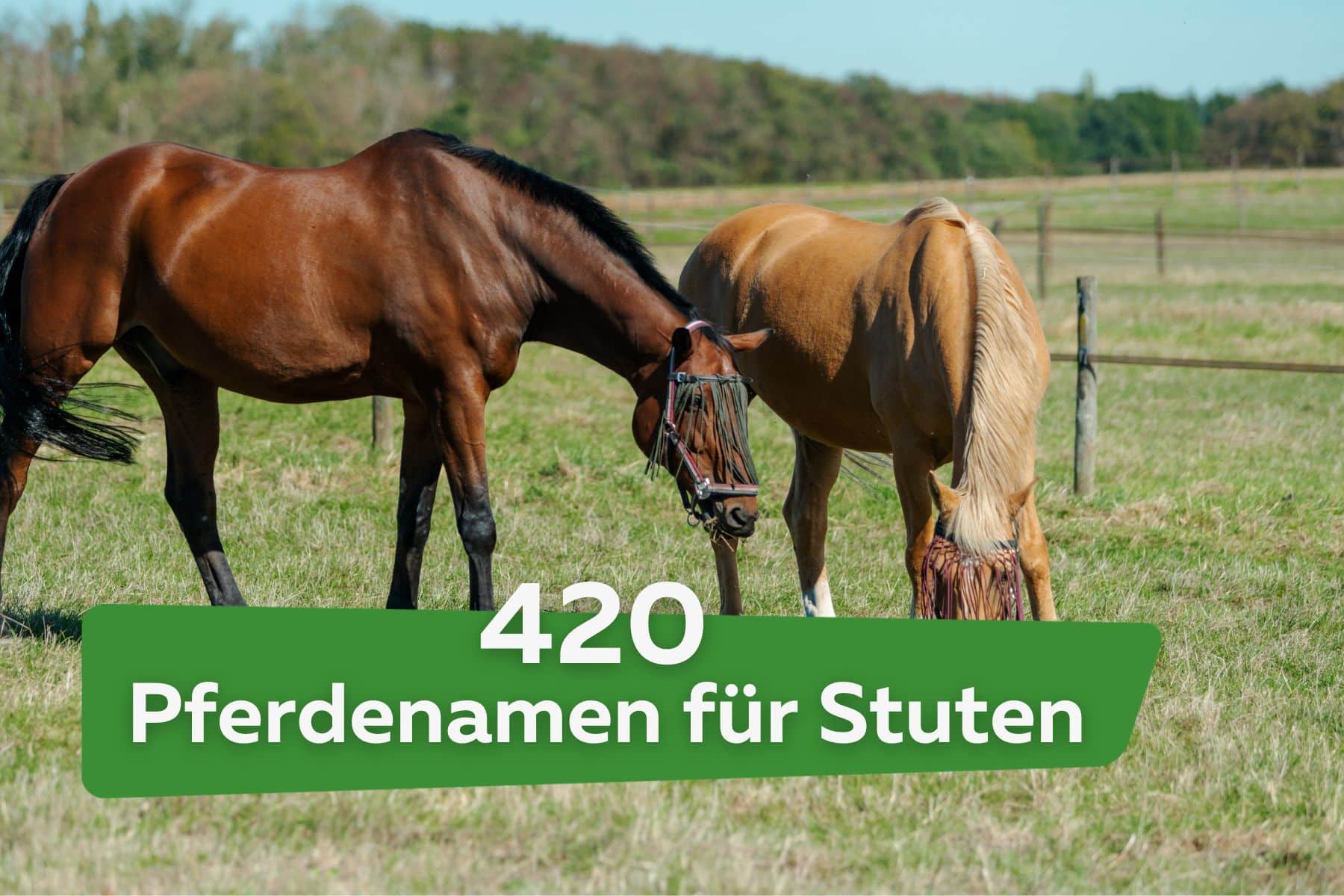 420 hermosos nombres de caballos para yeguas de AZ