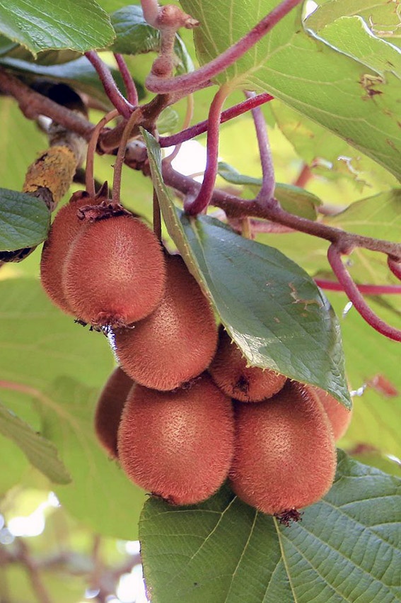 Cortar kiwi: más fruta con el corte correcto