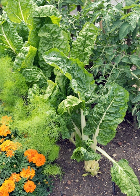 Sembrando hortalizas en julio | jardín de alegría