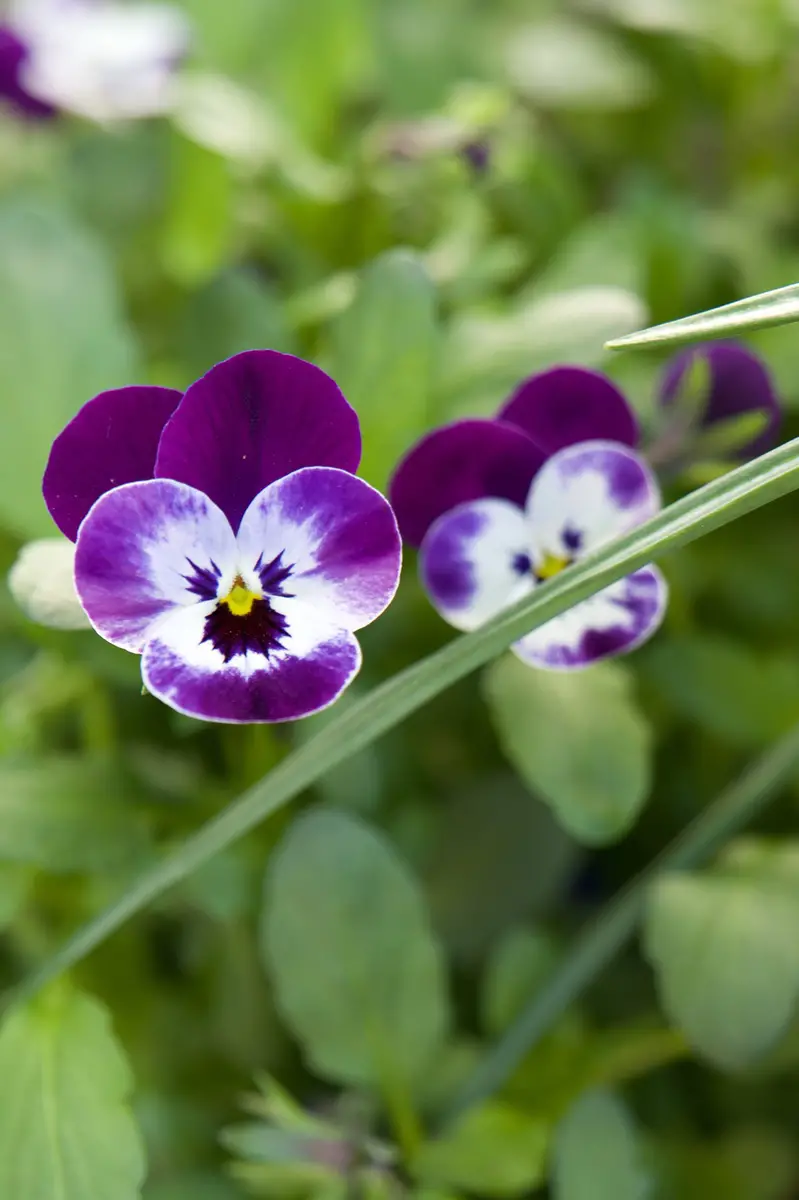 Sembrar y plantar violetas cornudas, consejos de ubicación y cuidados.