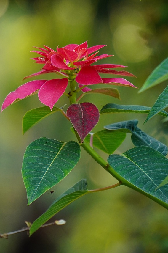 Extiende la flor de pascua durante el verano: así es como la planta pasa bien el verano