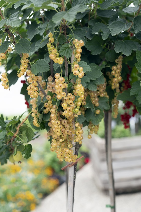 Las mejores plantas para el balcón dulce: Cultiva frutas en el balcón