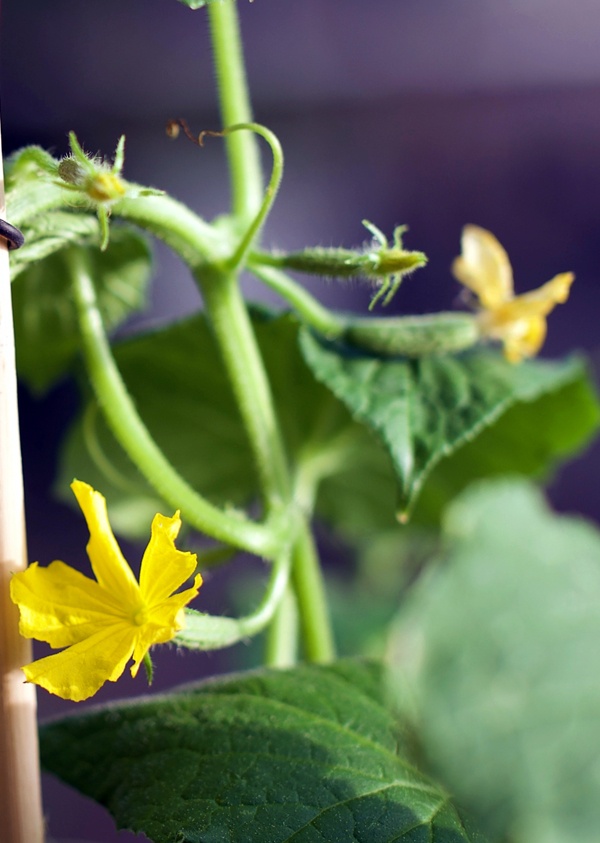 Cultivo de pepinos en macetas: plantación, cuidados y variedades adecuadas.