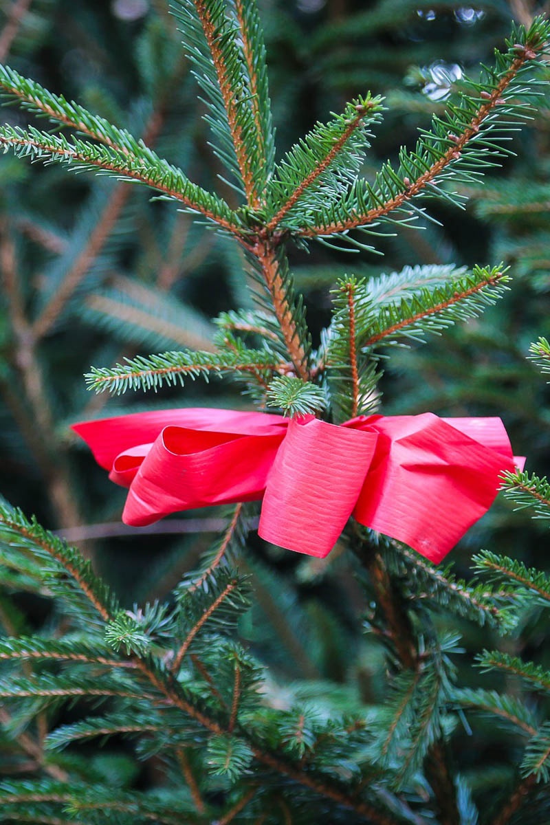 Recicla el árbol de Navidad en lugar de tirarlo | jardín de alegría