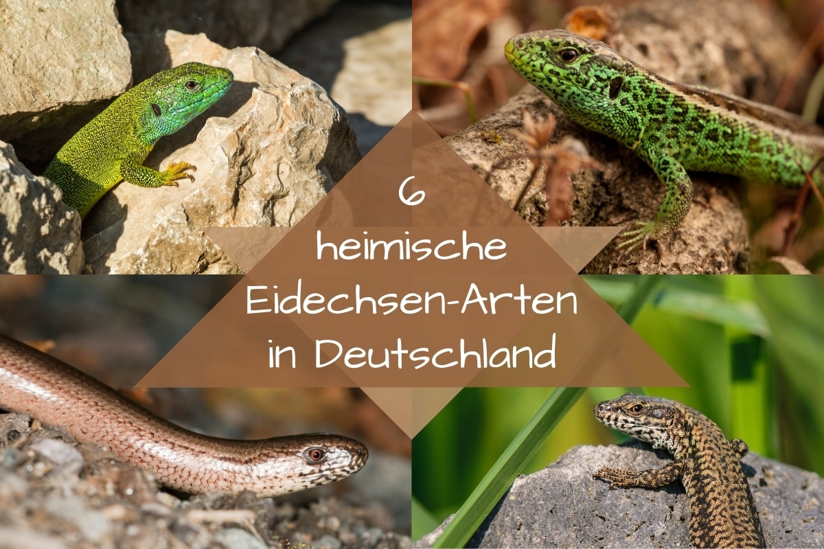 6 especies de lagartos autóctonos de Alemania
