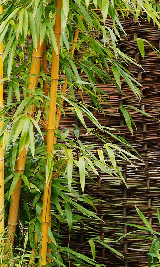 Multiplica bambú – puedes hacerlo con estas instrucciones