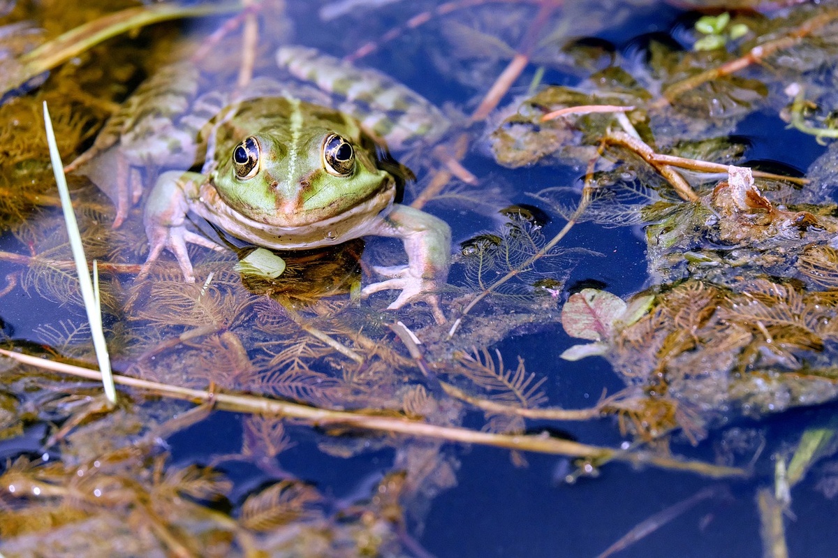 Animales en el estanque: estos insectos, ranas, tritones y peces viven en el estanque.