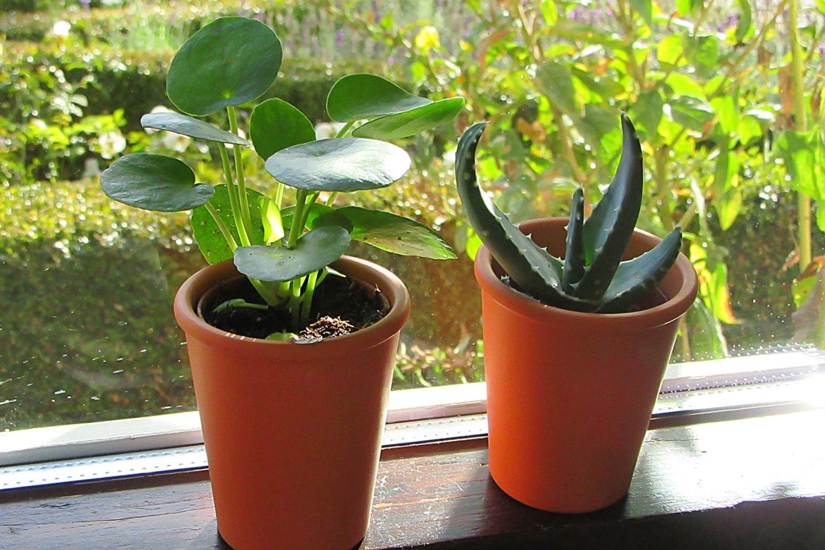8 consejos para una mayor humedad en las plantas de interior