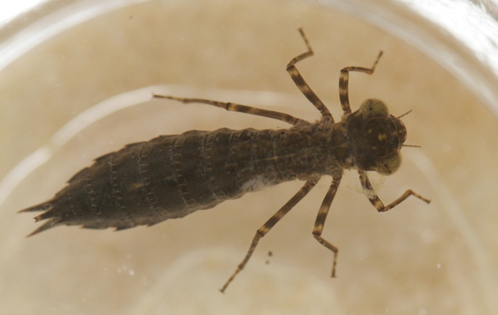 Estanque de larvas de libélula: por eso son útiles