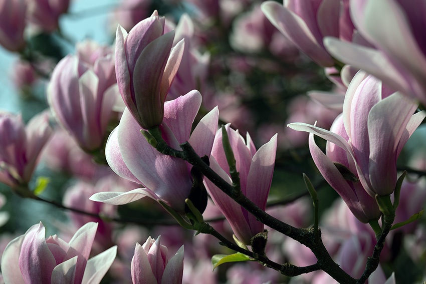 Época de floración de la magnolia: varía de una especie a otra