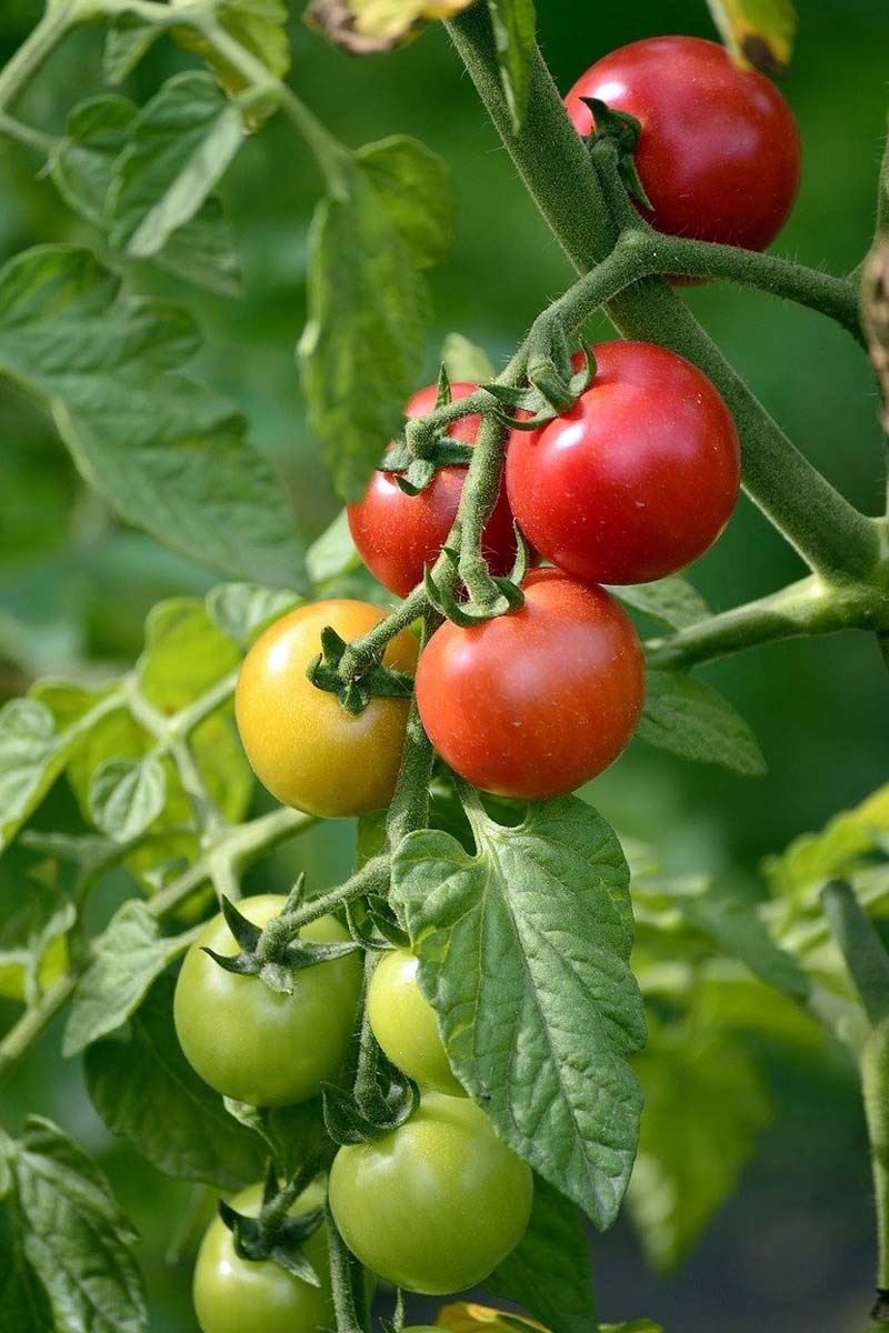 Tomates de cultivo mixto: plantar buenos vecinos para los tomates