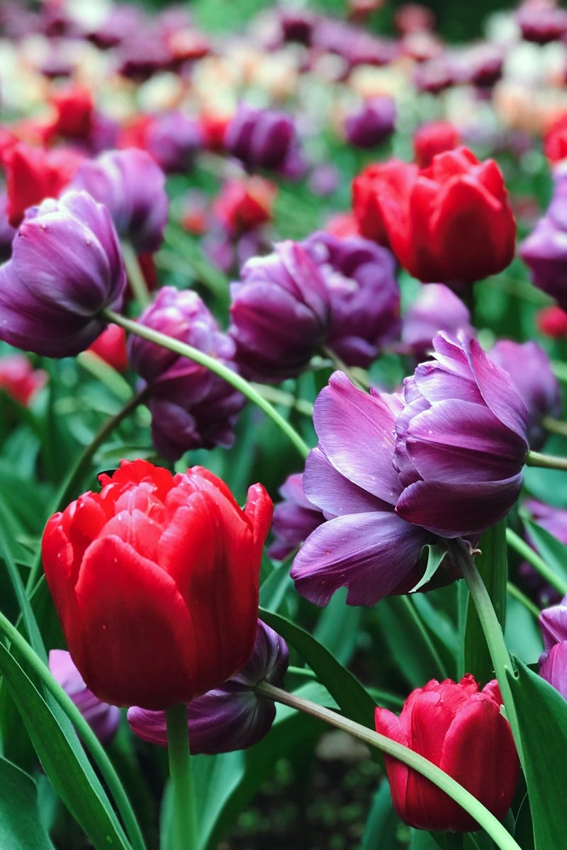 10 razones por las que los tulipanes no florecen