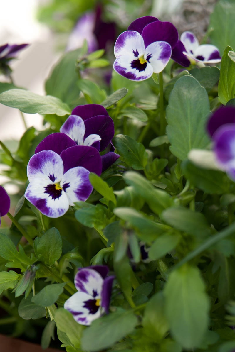 8 ideas para plantar jardineras de balcón en primavera