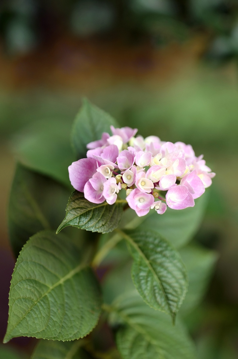 La hortensia no florece: 7 causas y cómo solucionarlas