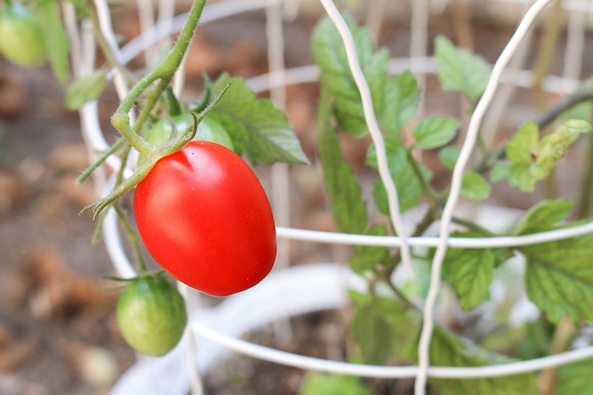 9 consejos para cultivar tomates en macetas