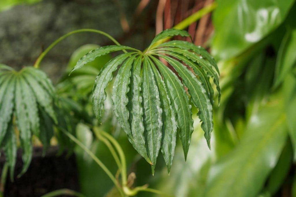 9 plantas parecidas al cáñamo/cannabis con imagen