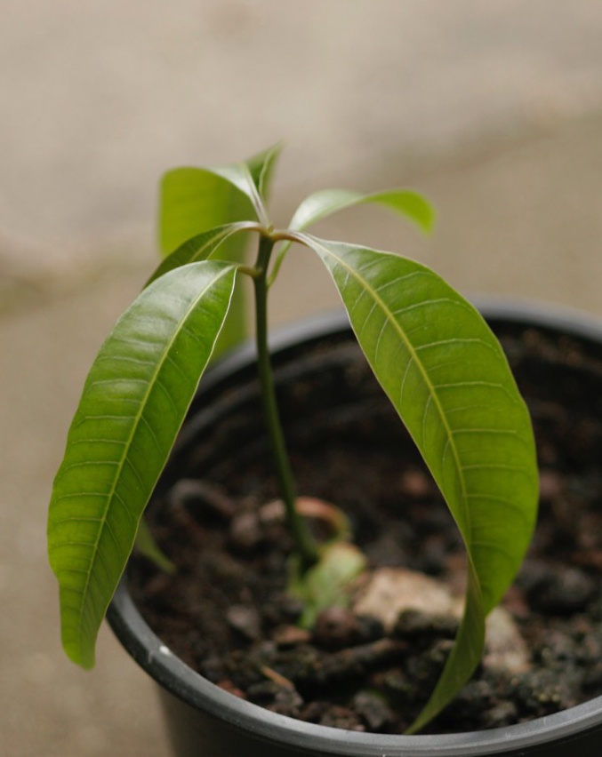 Cultiva tu propio árbol de mango | jardín de alegría