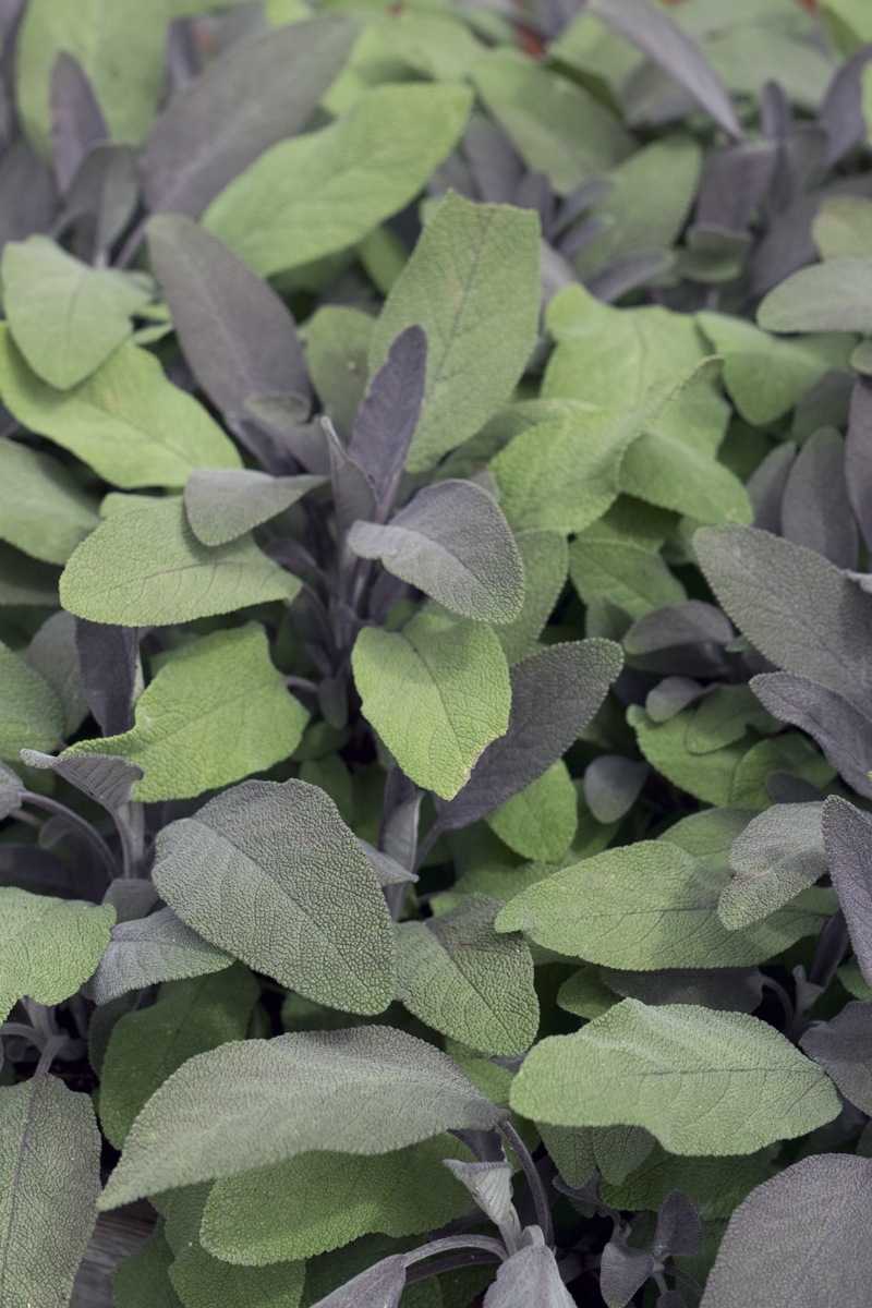 Salvia de invierno: así es como la hierba culinaria sobrevive bien al invierno