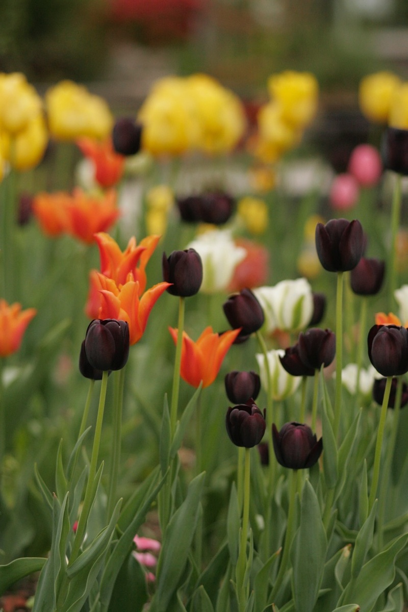 Multiplica tulipanes: estos métodos funcionan