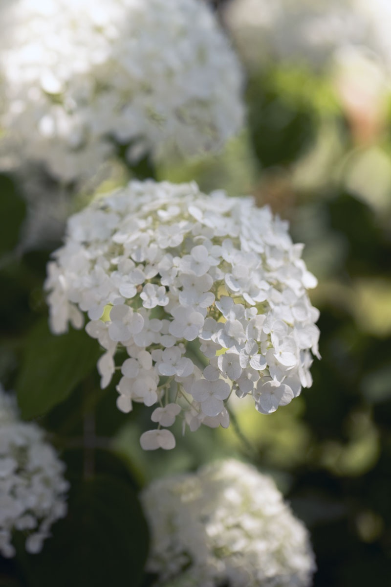 Los arbustos más bellos con flores blancas.