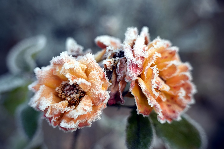 Rosas que pasan el invierno en macetas: así sobreviven a la estación fría