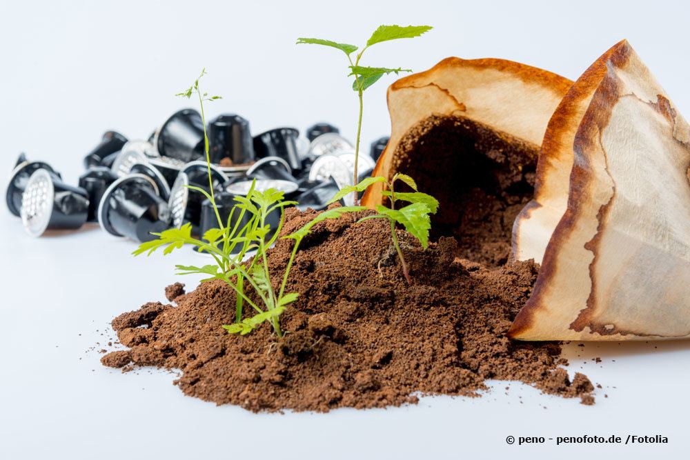 Fertilizar con posos de café: a estas 10 plantas les encanta el fertilizante de café