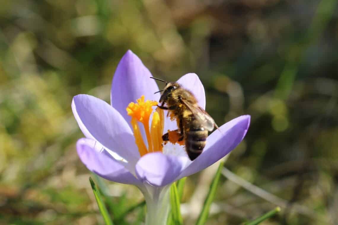 Ahuyenta a las abejas: estos 8 remedios caseros mantienen alejadas a las abejas