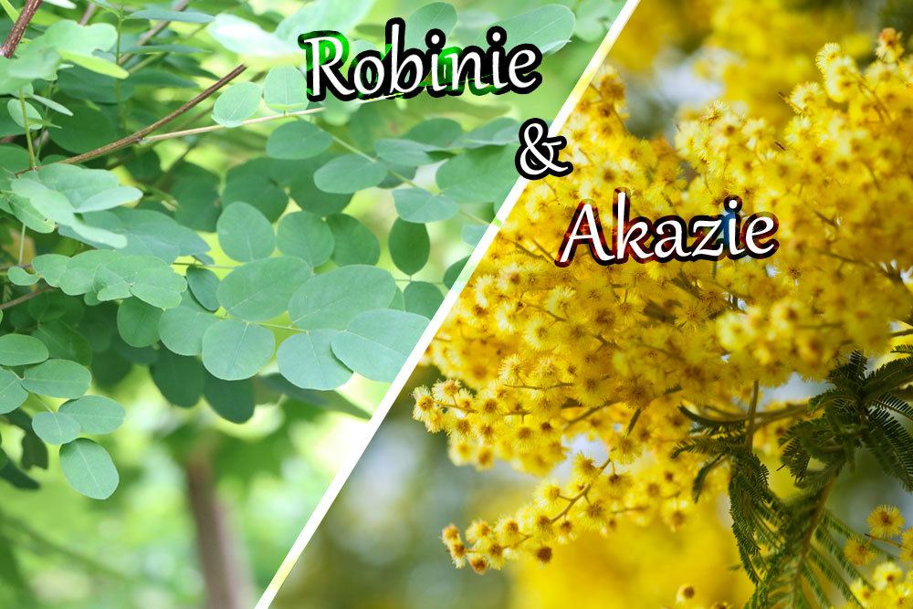 Distinguir entre acacia y acacia: 5 diferencias explicadas