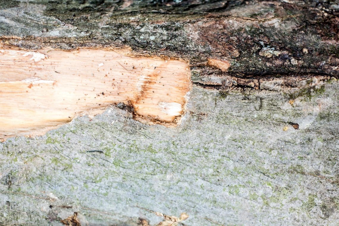 Aquí se explica cómo reparar la corteza de un árbol dañada