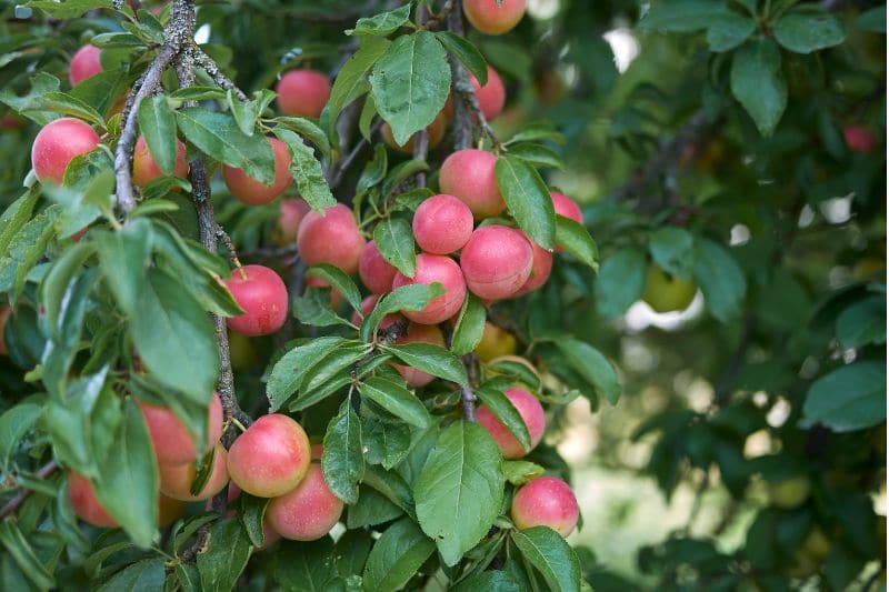 Árbol con frutos y frutos rojos: 13 especies.