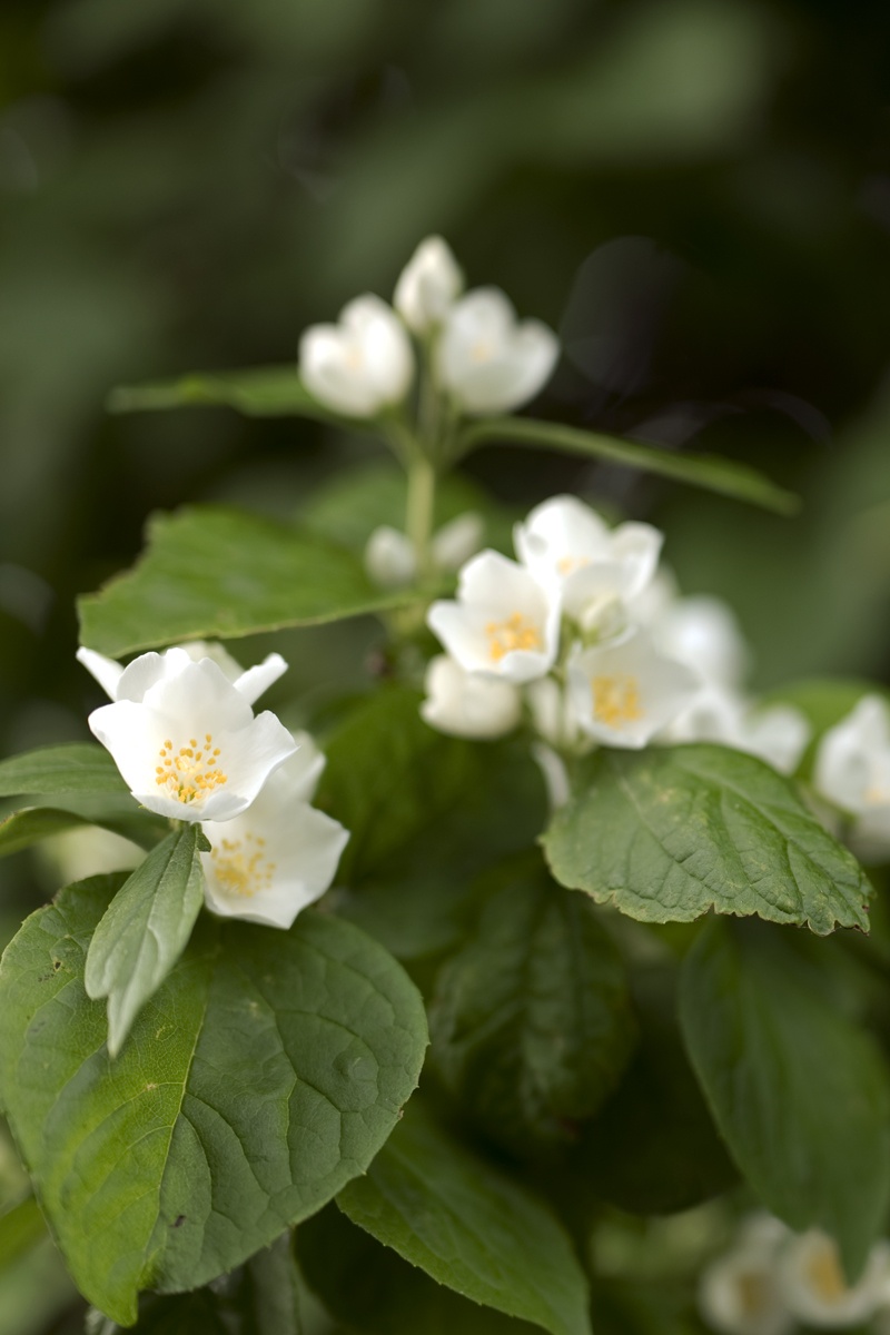 Árboles aromáticos: los 10 arbustos más bellos con flores aromáticas