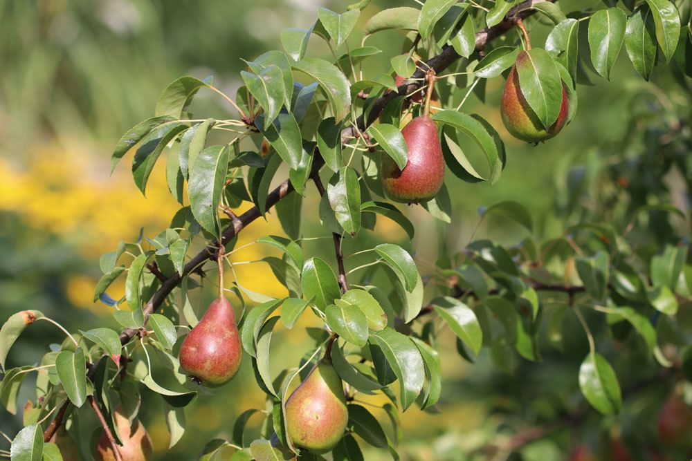 Árboles frutales de AZ: 18 especies para tu jardín