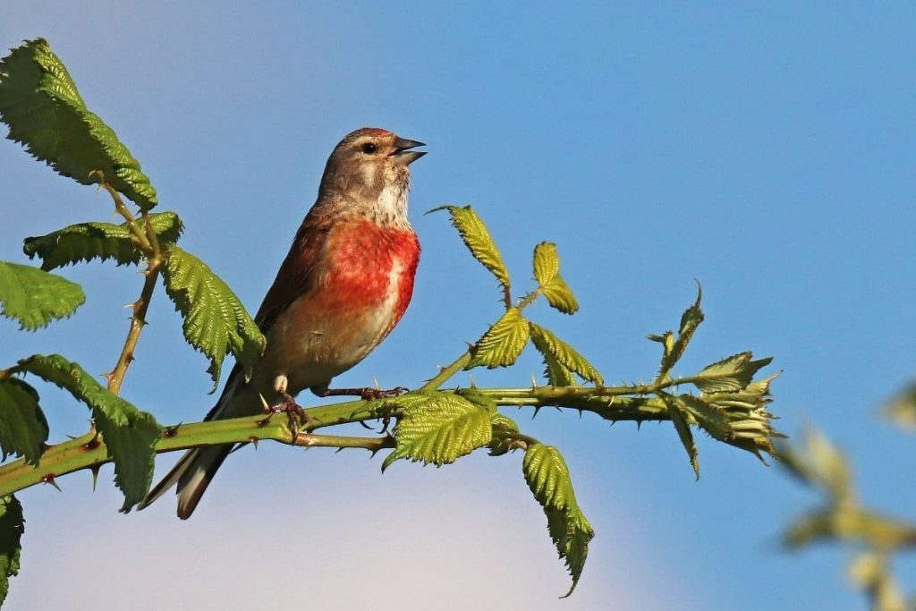 Aves con vientre/pecho rojo: 12 especies nativas